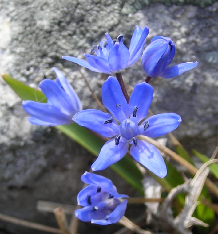 Scilla bifolia / Scilla silvestre